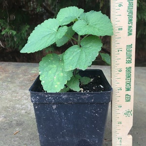 Anise Hyssop ( Licorice Mint)  Live Plant, Native Herb Attract Pollinators, Easy to Grow Plants 3-4&quot; Pot