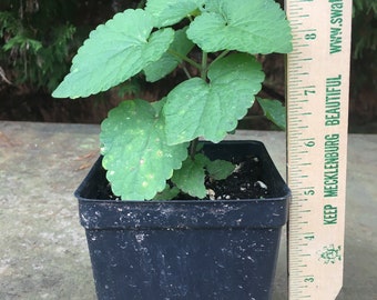Anise Hyssop ( Licorice Mint)  Live Plant, Native Herb Attract Pollinators, Easy to Grow Plants 3-4&quot; Pot