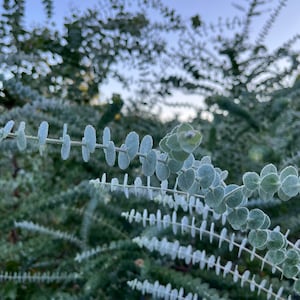 May include: Close-up of a plant with small, round, silvery-green leaves arranged along slender stems. The leaves have a frosted appearance, and the background is blurred, showing more of the same plant. The image is taken outdoors.