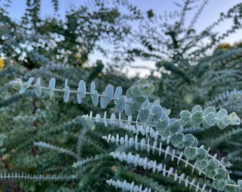 Live Eucalyptus Tree / Seedling Plugs – Fresh Aroma Perfect for Home & Garden