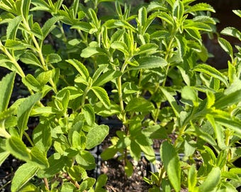 Herb Stevia Rebaudiana Live Plant, Candy Leaf Plant 3-4" Pot