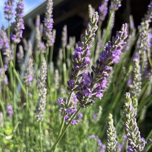 Sensation Lavender Plant Live, Healthy Starter Long-Lasting Perennial, Large Purple Blooms Type