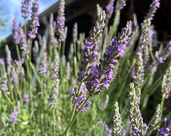 Sensational Lavender Plant Live, Long-lasting Perennial, Large Purple  Blooms Type for Ornamental & Fragrant Garden - Etsy