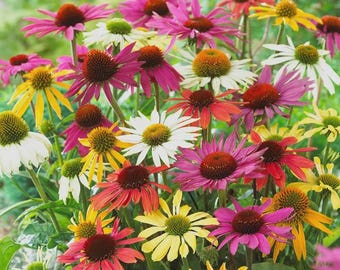 Planta de equinácea para principiantes: Equinácea perenne viva para jardines que atraen polinizadores