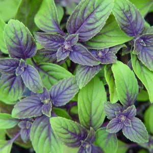 May include: Close-up of purple and green basil leaves. The leaves have a vibrant color contrast, with deep purple veins and edges against bright green. The image highlights the texture and detail of the plant's foliage.