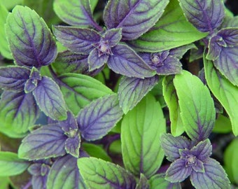 Herb African Blue Basil Live Plant, Healthy Starter Plant, Well-rooted Plug Buy 5 get 1 For FREE