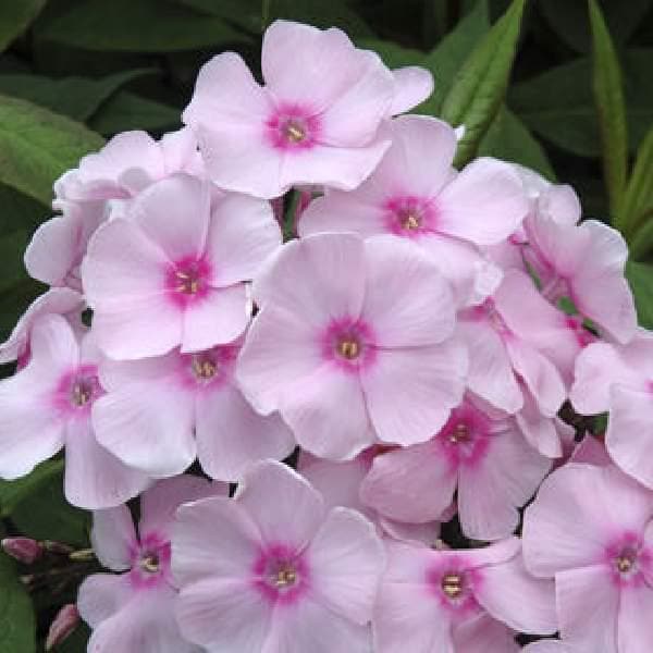 Garden Phlox, Tall Phlox Live Plant, Healthy Starter - Fragrant Flower Attracts Pollinators and Birds