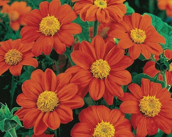 Tithonia Mexico Sunflower Live Plant, Healthy Plugs, Low-maintenance Beauty