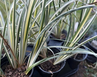 Rare Japanese Variegated Iris Live Plant, Well-Rooted Plant, Exotic Perennial