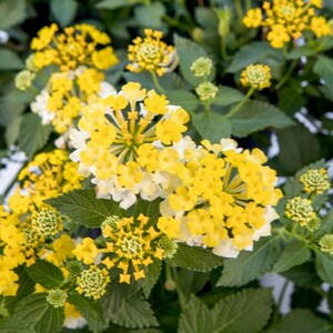 May include: A cluster of vibrant yellow and white lantana flowers with small, rounded petals arranged in dense, spherical heads. The plant features serrated, dark green leaves and several unopened green flower buds scattered throughout.
