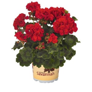 May include: A potted geranium plant with vibrant red flowers and dark green leaves. The plant is in a beige pot with the word "Savannah" printed on it. The flowers are in full bloom, creating a lush and colorful display.