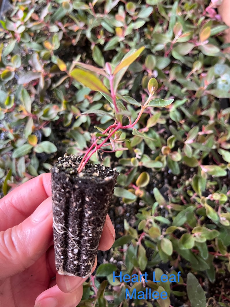 Live Eucalyptus Tree / Seedling Plugs – Fresh Aroma Perfect for Home & Garden Heart leaf Mallee