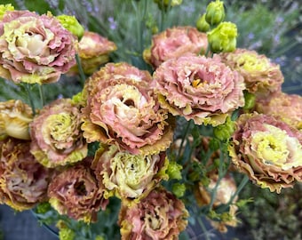 Planta de lisianthus viva de la serie Rosanne: un complemento floral especial para la decoración del jardín, el hogar y la boda.