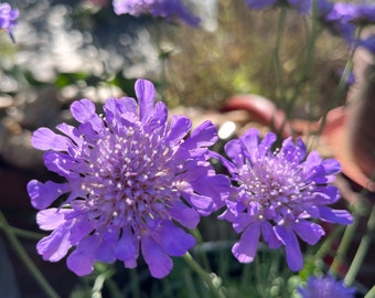 Pincushion Flower - Scabiosa Live Plant, Easy to Grow Butterfly Plant