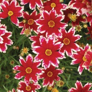 Coreopsis Lanceolata, Laceleaf Tickseed Live Plant, Healthy Starter Plant, Attracts Pollinator + Easy to Grow