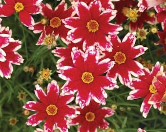 Coreopsis Lanceolata, Laceleaf Tickseed Live Plant, Healthy Starter Plant, Attracts Pollinator + Easy to Grow