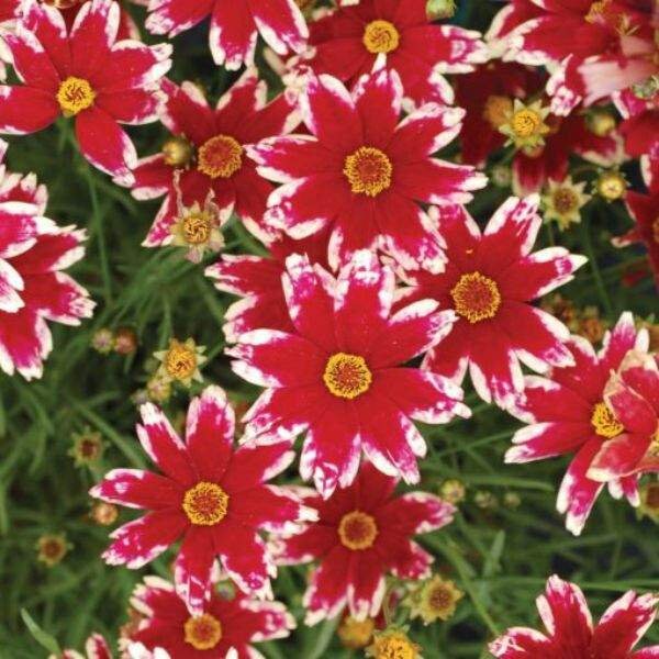 Coreopsis Lanceolata, Laceleaf Tickweed Live Plant, Healthy Starter Plant, Attracts Pollinator + Easy to Grow