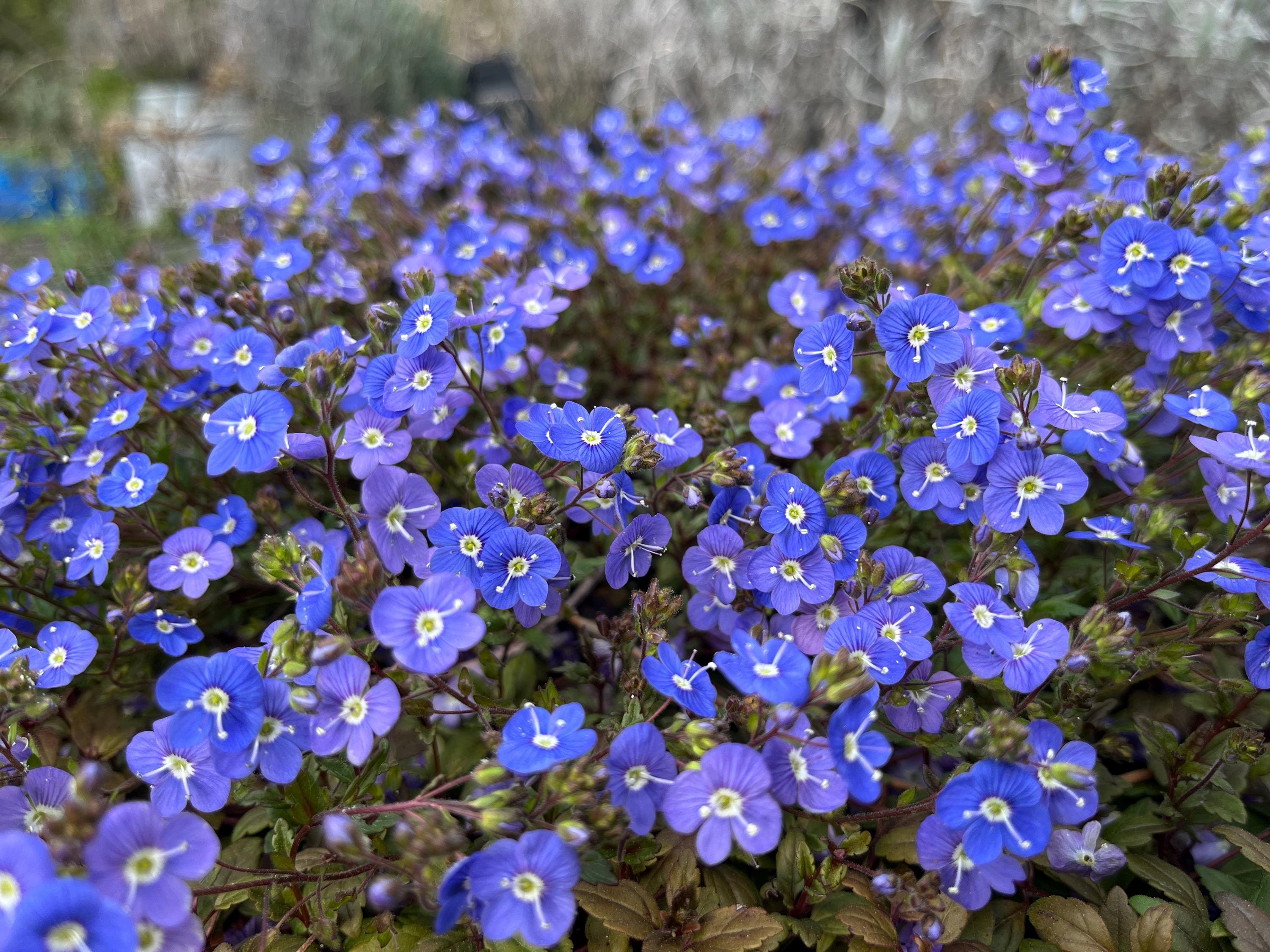 Veronica Georgia Blue Plant | Creeping Speedwell Perennial Groundcover