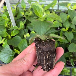 May include: A small green plant seedling with a visible root ball encased in dark potting soil. The plant features serrated, bright green leaves and is held in front of a plastic nursery tray containing multiple identical plant starts.