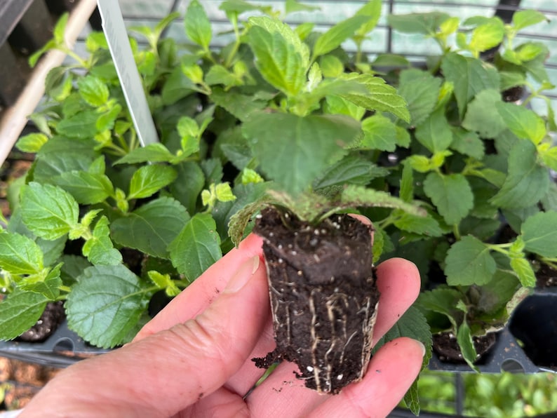 May include: A small green plant seedling with a visible root ball encased in dark potting soil. The plant features serrated, bright green leaves and is held in front of a plastic nursery tray containing multiple identical plant starts.
