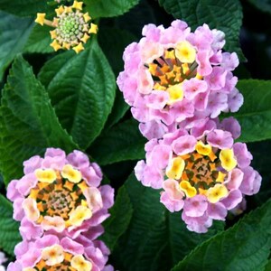 May include: Clusters of lantana flowers featuring small, tubular petals in shades of soft pink and bright yellow, arranged in rounded heads. The blooms are surrounded by textured, dark green, serrated leaves with visible veins throughout the plant.