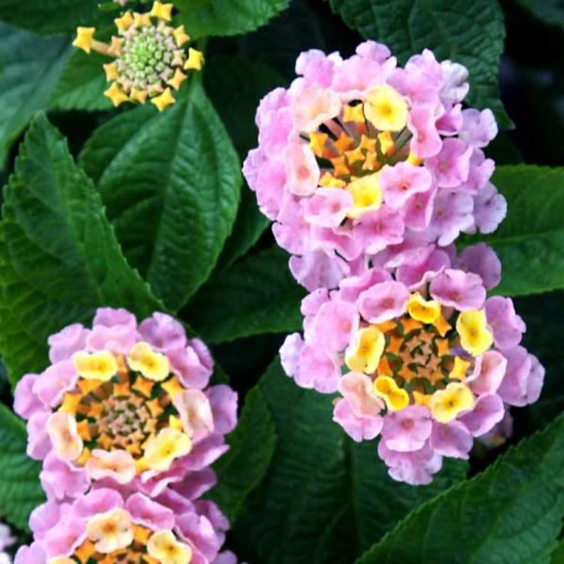 May include: Clusters of lantana flowers featuring small, tubular petals in shades of soft pink and bright yellow, arranged in rounded heads. The blooms are surrounded by textured, dark green, serrated leaves with visible veins throughout the plant.