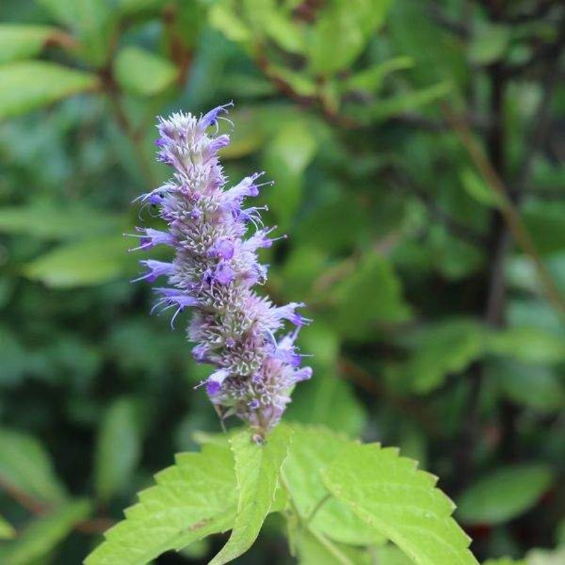 Agastache / Hummingbird Mint / Hyssop Live Plants, Healthy Starter Plants Buy 5 Get 1 For FREE Blue Fortune/SilverB