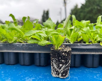 Culantro Herb Live Plant | Well-Rooted Seedling Plug | Ready to Transplant