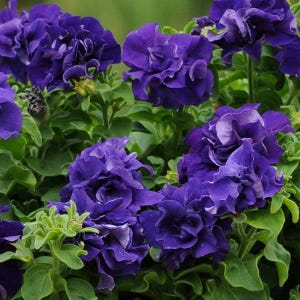 May include: Close-up of vibrant, ruffled, deep purple petunia flowers in full bloom. The flowers have multiple layers of petals and are surrounded by green foliage. The image showcases the beauty of nature.