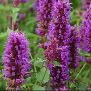 Agastache / Hummingbird Mint / Hyssop Live Plants, Healthy Starter Plants Buy 5 Get 1 For FREE Agastache Blue Boa