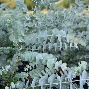 May include: Close-up of a bush of silver dollar eucalyptus leaves. The leaves are a silvery-green color and have a rounded shape.