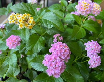 Lantana Plant Live, Hardy Type Lantana Plug Easy to Grow, Multi Color Flowers