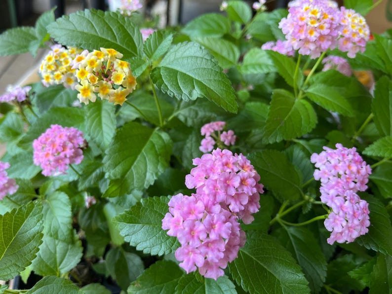 May include: A lantana plant featuring clusters of small, vibrant flowers in shades of pink and yellow. The plant has lush, serrated green leaves that provide a dense backdrop for the rounded flower heads, which display a mix of solid pink and yellow-centered blossoms.