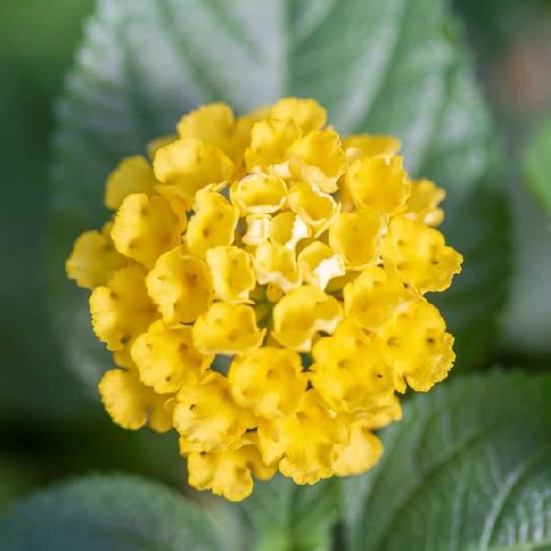 May include: A vibrant yellow lantana flower cluster composed of numerous small, tubular blossoms with ruffled edges. The spherical bloom is surrounded by textured, serrated green leaves that provide a sharp contrast to the bright yellow petals.
