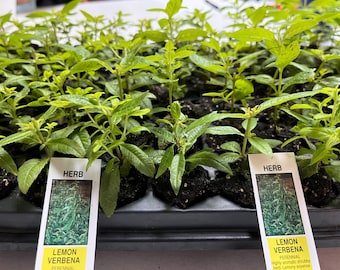 Live Lemon Verbena Starter Plant – Aromatic Live Herb for Indoor or Outdoor Garden