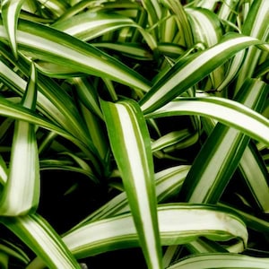 Variegated Spider Plant (Chlorophytum) Live, Beautiful Houseplant Easy to Grow