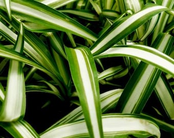 Variegated Spider Plant (Chlorophytum) Live, Beautiful Houseplant Easy to Grow