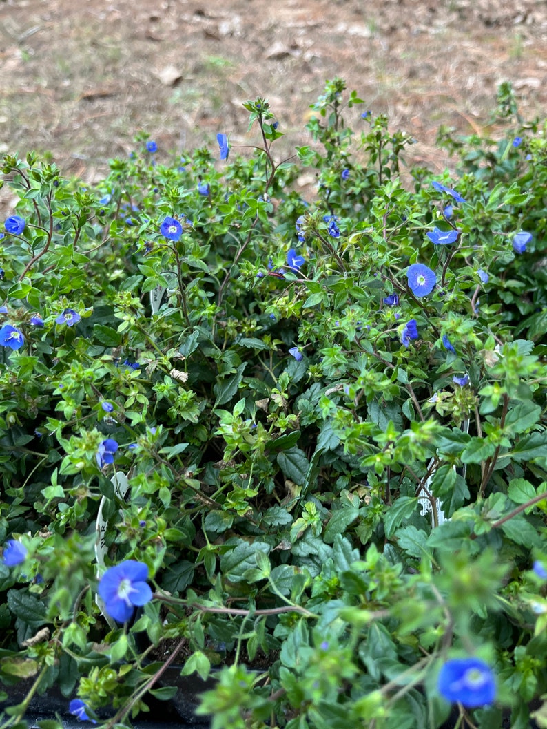 CarolinaLavenderFarm Veronica Georgia - Thumbnail 3