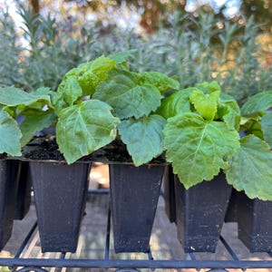 May include: A collection of young green seedlings planted in individual black plastic square pots. Each plant features vibrant, serrated leaves growing from dark potting soil. The pots are arranged in a grid on a wire rack shelf.