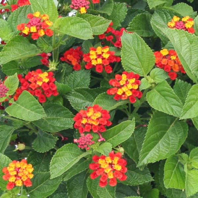 May include: A vibrant lantana plant featuring clusters of small, multi-colored flowers in shades of bright red, orange, and yellow. The plant has lush, textured, serrated green leaves that provide a dense backdrop to the numerous flower heads.