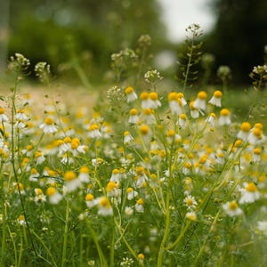 May include: A field of chamomile flowers with white petals and yellow centers. The flowers are in full bloom, with green stems and leaves. The background is blurred, with a soft, natural light.