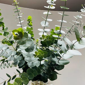 K&ouml;nnte beinhalten: Ein Strau&szlig; frischer Eukalyptus in einer klaren, strukturierten Glasvase. Der Eukalyptus hat runde, silbergraue Bl&auml;tter und leuchtend gr&uuml;nes neues Wachstum. Die Anordnung steht vor einem neutralen Hintergrund und hebt die nat&uuml;rliche Sch&ouml;nheit des Laubes hervor.