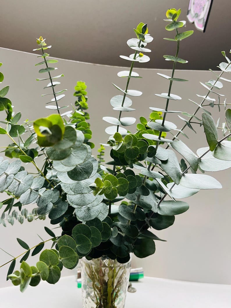 K&ouml;nnte beinhalten: Ein Strau&szlig; frischer Eukalyptus in einer klaren, strukturierten Glasvase. Der Eukalyptus hat runde, silbergraue Bl&auml;tter und leuchtend gr&uuml;nes neues Wachstum. Die Anordnung steht vor einem neutralen Hintergrund und hebt die nat&uuml;rliche Sch&ouml;nheit des Laubes hervor.