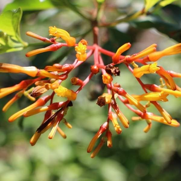 Hamelia Patens / Mexican Firebush or Hummingbird Bush Plant Buy 5 get 1 FREE