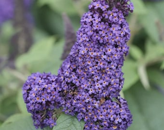 Butterfly Bush / Buddleja Davidii Buzz Live Plant, Long-blooming & Easy to Grow 3-4" Pot