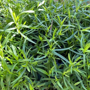 French Tarragon Plant - A Chef's Best Friend, Heathy Starter Ready to Plant