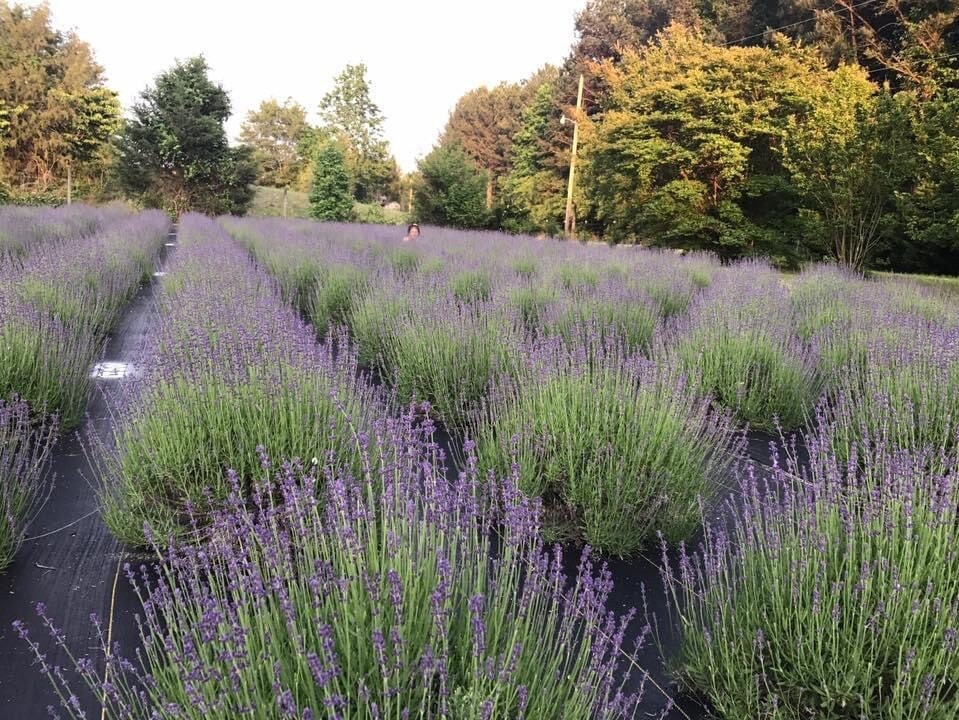 Lavender Live Plants, Spa Plants, Aromatic Herb, Well Rooted Plugs, Buy 5 get 1 for FREE