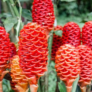 Shampoo Ginger Plant Rhizomes / Roots Live, Awapuhi Zingiber Pinecone Ginger Ready to Grow for Garden or Container, Outdoors / Indoors
