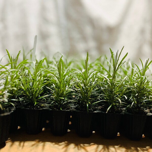 Herb Organic Curry (Helichrysum Angustifolium) Live Plant, Well-rooted Plug, Buy 5 Get 1 For FREE