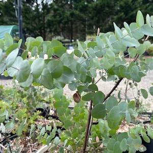 Eucalyptus Cinerea Silver Dollar Tree Live, Healthy Starter Plug Ready to Plant | Evergreen Unique Plant Gift